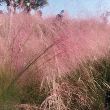 マカオおすすめ新名所！ピンクに染まる秋の絶景・黒沙水庫公園