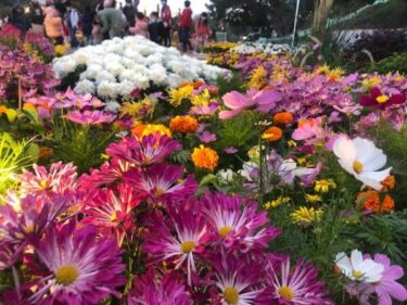 マカオの華やかな冬のフラワーショー菊華艷色耀葡韻INタイパハウス